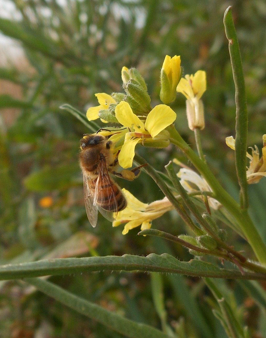 Sisymbrium orientale L. / Erba cornacchia orientale